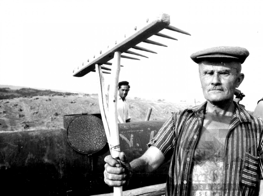 THM-BJ-01394 - Aratás a kétyi termelőszövetkezetben az 1960-as években