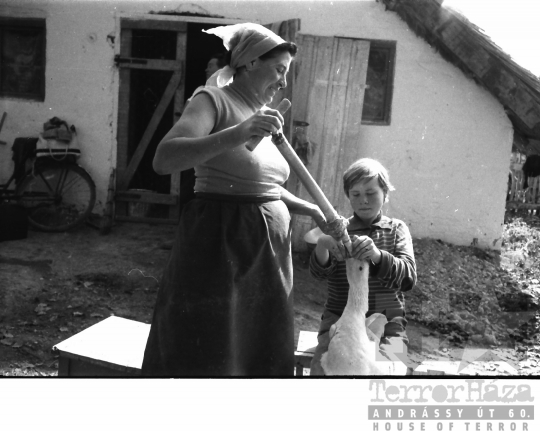 THM-BJ-01487 - Munka a bátai termelőszövetkezetben az 1960-as években