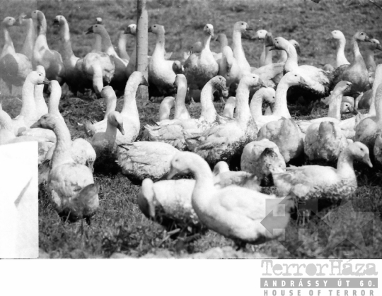 THM-BJ-01490 - Munka a bátai termelőszövetkezetben az 1960-as években