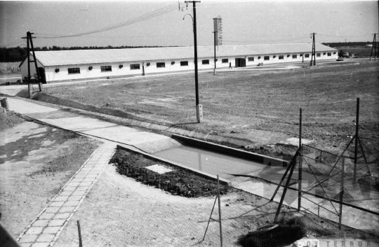 THM-BJ-01492a - Munka a bátai termelőszövetkezetben az 1960-as években