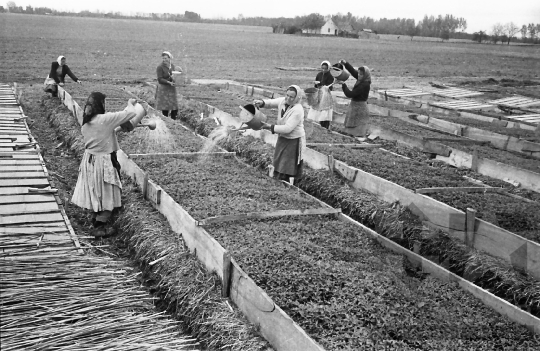 THM-BJ-01501 - Kertészet a decsi termelőszövetkezetben az 1960-as években