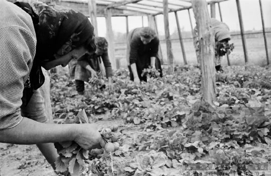 THM-BJ-01502 - Kertészet a decsi termelőszövetkezetben az 1960-as években