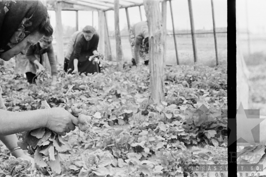 THM-BJ-01504 - Kertészet a decsi termelőszövetkezetben az 1960-as években