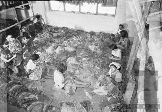 THM-BJ-01511 - Dohányfűzés Nagydorogon az 1960-as években