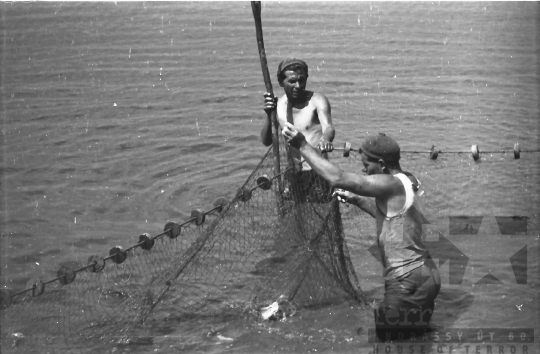 THM-BJ-01528 - Lehalászás a Fornádi Állami Gazdaságban 1960-as években