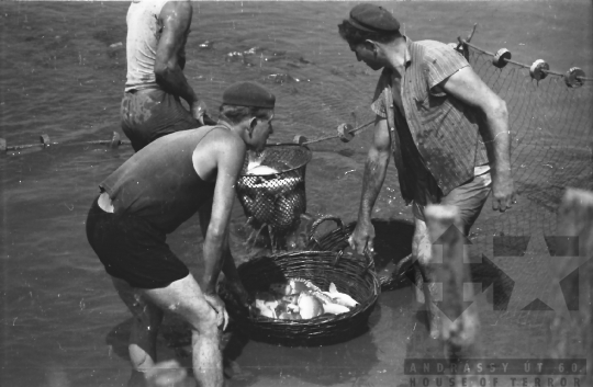 THM-BJ-01530 - Lehalászás a Fornádi Állami Gazdaságban 1960-as években