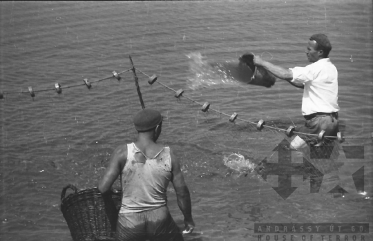 THM-BJ-01537 - Lehalászás a Fornádi Állami Gazdaságban 1960-as években