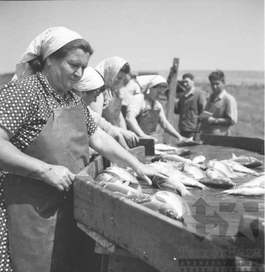 THM-BJ-01538 - Lehalászás a Fornádi Állami Gazdaságban 1960-as években