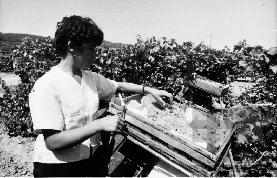 THM-BJ-01611 - Szüret a szekszárdi termelőszövetkezet szőlőföldjén az 1960-as években