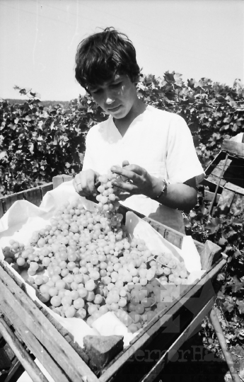 THM-BJ-01612 - Szüret a szekszárdi termelőszövetkezet szőlőföldjén az 1960-as években