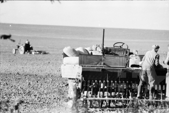 THM-BJ-01640 - Vetés a tamási Béke Mezőgazdasági Termelőszövetkezetben az 1960-as években 