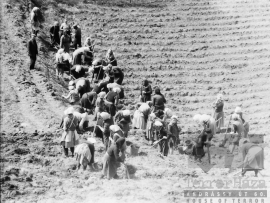 THM-BJ-01659 - Faültetés a város felett Szekszárdon az 1960-as években 