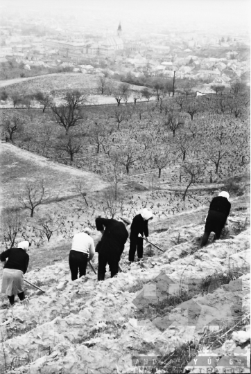 THM-BJ-01662 - Faültetés a város felett Szekszárdon az 1960-as években 