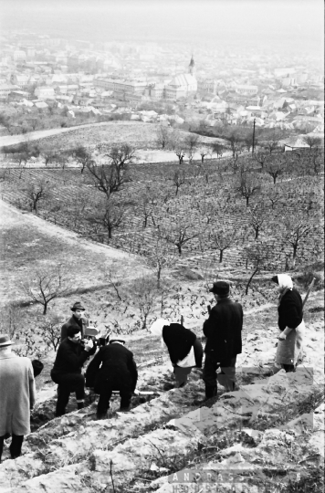 THM-BJ-01663 - Faültetés a város felett Szekszárdon az 1960-as években 