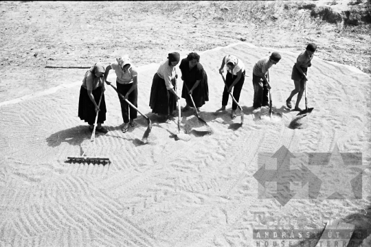 THM-BJ-01670 - Gabonaszárítás Kisvejkén az 1960-as években 