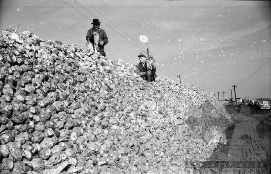 THM-BJ-01731 - Szállításra váró cukorrépa Nagydorogon az 1960-as években 