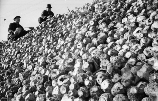 THM-BJ-01732 - Szállításra váró cukorrépa Nagydorogon az 1960-as években 
