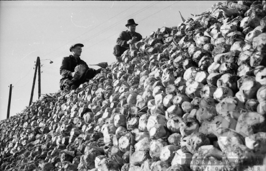 THM-BJ-01732a - Szállításra váró cukorrépa Nagydorogon az 1960-as években 