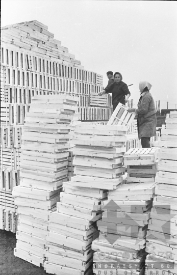 THM-BJ-01765 - A tolna-mözsi ládaüzem az 1960-as években