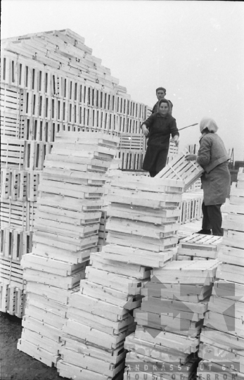 THM-BJ-01765a - A tolna-mözsi ládaüzem az 1960-as években