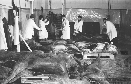 THM-BJ-01826a - Mözsi termelőszövetkezet hűtőháza az 1960-as években