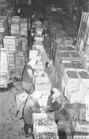 THM-BJ-01827 - Mözsi termelőszövetkezet hűtőháza az 1960-as években