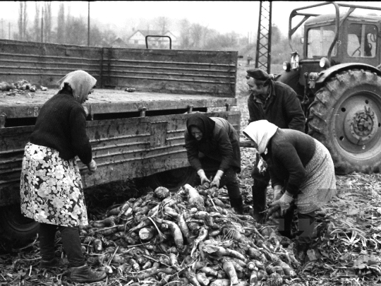 THM-BJ-01961 - Munka a bátai termelőszövetkezetben az 1970-es években