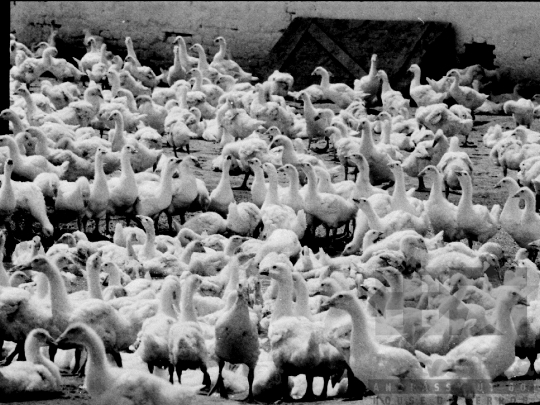 THM-BJ-02127 - Libatenyésztés a faddi Lenin Termelőszövetkezetben az 1980-as években 