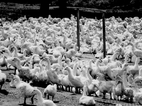 THM-BJ-02128 - Libatenyésztés a faddi Lenin Termelőszövetkezetben az 1980-as években 