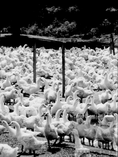 THM-BJ-02129 - Libatenyésztés a faddi Lenin Termelőszövetkezetben az 1980-as években 