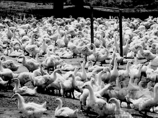 THM-BJ-02130 - Libatenyésztés a faddi Lenin Termelőszövetkezetben az 1980-as években 