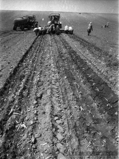 THM-BJ-02144 - Munka a szekszárdi termelőszövetkezet földjein az 1980-as években
