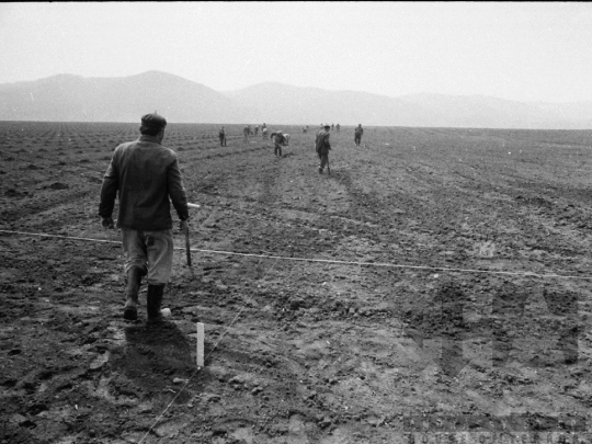 THM-BJ-02146 - Munka a szekszárdi termelőszövetkezet földjein az 1980-as években 