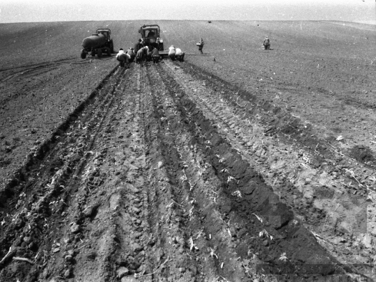 THM-BJ-02147 - Munka a szekszárdi termelőszövetkezet földjein az 1980-as években 