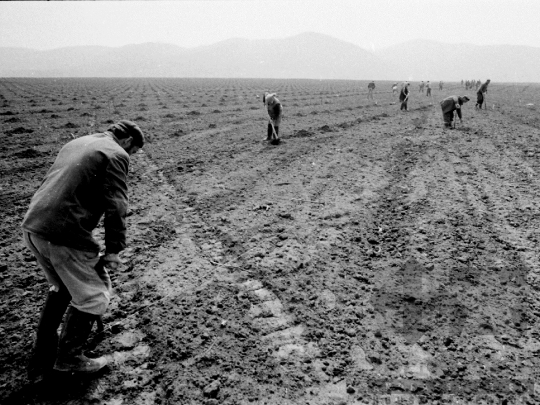 THM-BJ-02150 - Munka a szekszárdi termelőszövetkezet földjein az 1980-as években 