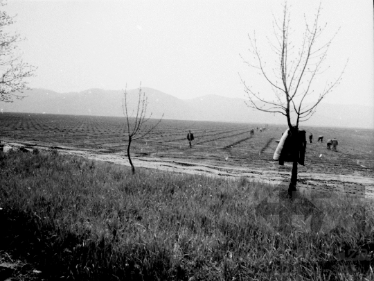 THM-BJ-02151 - Munka a szekszárdi termelőszövetkezet földjein az 1980-as években 