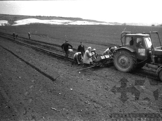 THM-BJ-02152 - Munka a szekszárdi termelőszövetkezet földjein az 1980-as években 