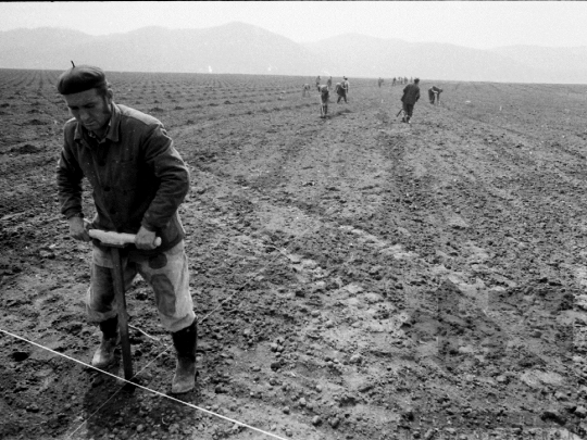 THM-BJ-02159 - Munka a szekszárdi termelőszövetkezet földjein az 1980-as években 