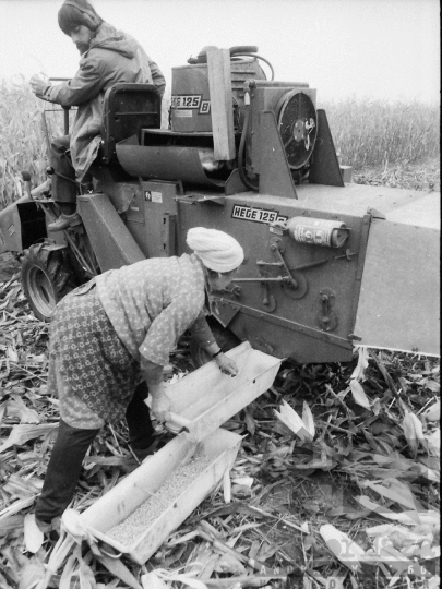 THM-BJ-02214 - Hibridkukorica-termelés a Dalmandi Állami Gazdaságban az 1980-as években 