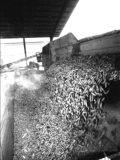 THM-BJ-02219 - Hibridkukorica-termelés a Dalmandi Állami Gazdaságban az 1980-as években 