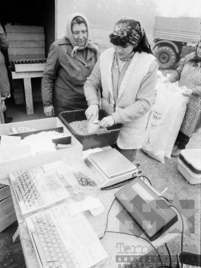 THM-BJ-02229 - Hibridkukorica-termelés a Dalmandi Állami Gazdaságban az 1980-as években 