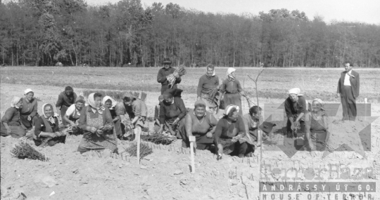 THM-BJ-02363a - Szőlőoltvány készítés  a szekszárdi földeken az 1960-as években 