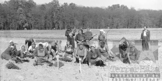 THM-BJ-02363b - Szőlőoltvány készítés  a szekszárdi földeken az 1960-as években 