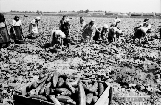 THM-BJ-02525 - Munka a mözsi termelőszövetkezetben az 1960-as években