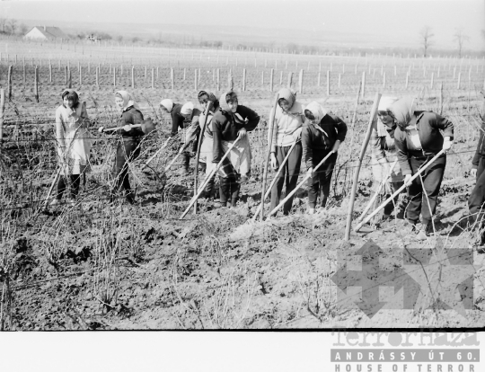 THM-BJ-02537 - Munka a tamási termelőszövetkezet szőlőföldjén az 1960-as években 