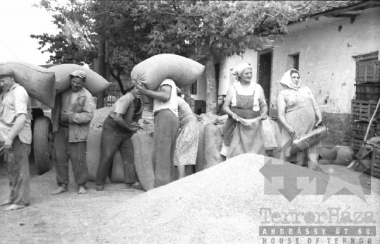 THM-BJ-02575 - Munka a dunaszentgyörgyi termelőszövetkezetben az 1960-as években 