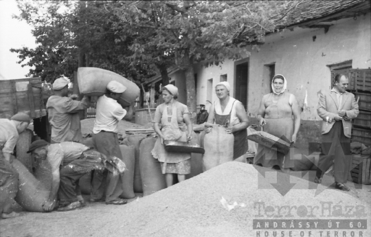 THM-BJ-02576 - Munka a dunaszentgyörgyi termelőszövetkezetben az 1960-as években 