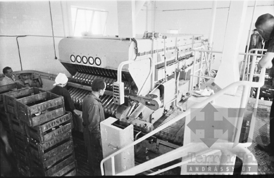 THM-BJ-02813 - Pannónia Sörgyár szekszárdi telephelye az 1960-as években 