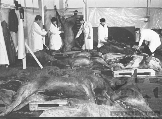 THM-BJ-03005 - Munka Tolna település termelőszövetkezetében az 1960-as években 