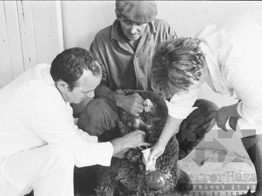 THM-BJ-03743 - Szekszárdi állatkórház az 1970-es években 